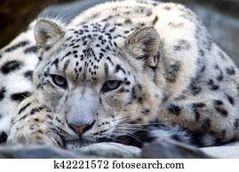 The Rare Snow Leopard The Rare Snow Leopard