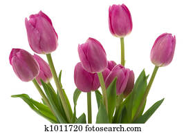 Tulips Tulips