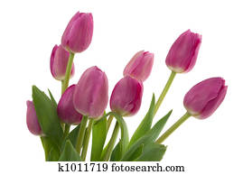 Tulips Tulips