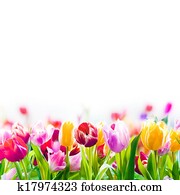 צבעוני, קפוץ, צבעוניים, ב, a, רקע לבן