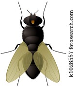 fly close up fly close up