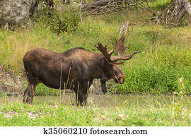 Lone moose in summer Lone moose in summer