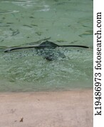 Northern Rockhopper Penguin - Eudyptes moseleyi