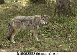 Single Coyote Single Coyote