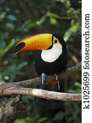Toco Toucan