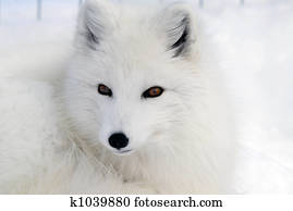 Arctic Fox Arctic Fox