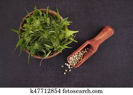 Cannabis seeds and bud.