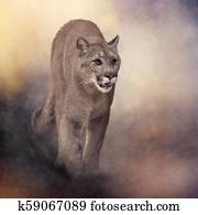 Florida panther or cougar painting Florida panther or cougar painting