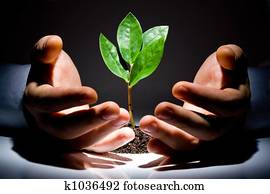 Hands with plant 