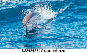 jumping dolphin jumping dolphin