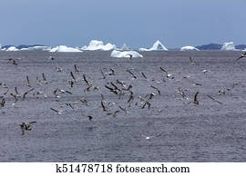 seagulls and icebergs