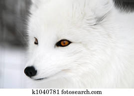 Arctic Fox Arctic Fox