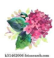 Illustration of Hydrangea flowers Illustration of Hydrangea flowers