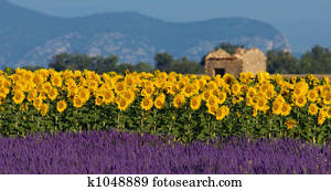 Lavender and sunflower setting in Provence, France Lavender and sunflower setting in Provence, France