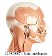 ה, שרירים פרצופיים