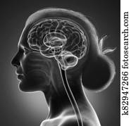 3d, השב, medically, מדויק, דוגמה, של, a, נקבה, מוח, אנטומיה