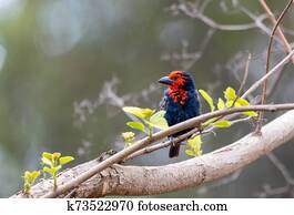 Black-billed Barbet, Ethiopia wildlife