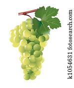 grape grape