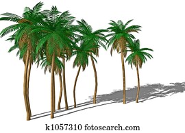 Palm tree and shadow. Palm tree and shadow.