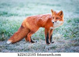 fox fox
