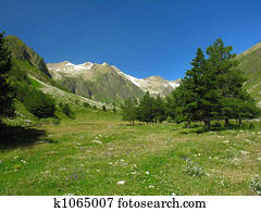 Fur-trees in mountains