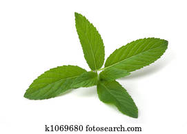 Mint herb Mint herb