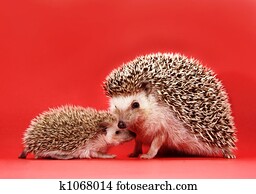 mutter baby, igel