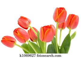Orange Tulips Orange Tulips