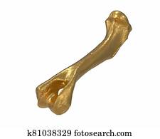 3d, render, של, זהב, רגל של בעל החיים, עצם, הפרד, בלבן