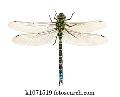 dragonfly dragonfly