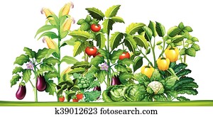 Fresh vegetable plants growing in the garden Fresh vegetable plants growing in the garden