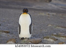 King Penguin