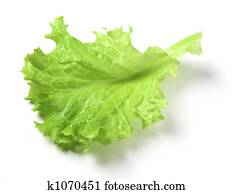 Lettuce leaf Lettuce leaf