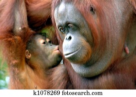 Orangutans Orangutans
