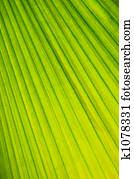 Palm tree leaf background