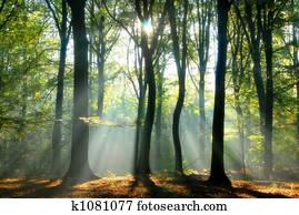Beams of light pour through the trees Beams of light pour through the trees
