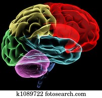 Brain Brain
