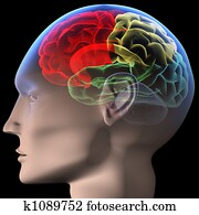 Brain Brain