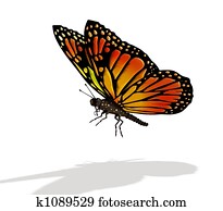 Butterfly Butterfly