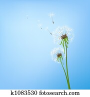 dandelions dandelions