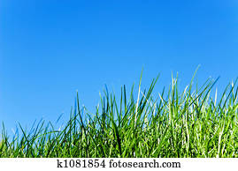 grass against sky