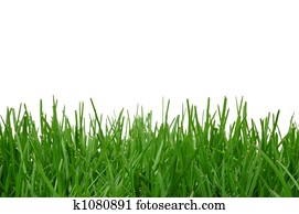Grass Background