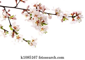 Pink cherry blossom Pink cherry blossom