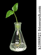 Sprout, flask Sprout, flask