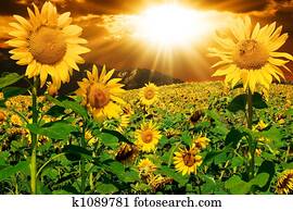 Sunflowers Sunflowers