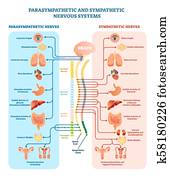 מערכת עצבים אנושית, רפואי, וקטור, דוגמה, תרשים, עם, פאראסימפאטאטיך, ו, סימפתטי, עצבים, ו, כל, קשר, פנימי, organs.