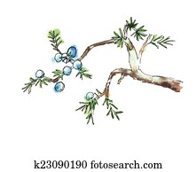 Juniper Trees Stock Images | Our Top 1000+ Juniper Trees Photos Page 3