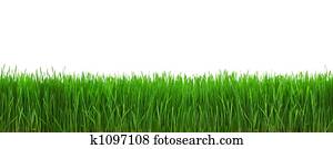 Grass