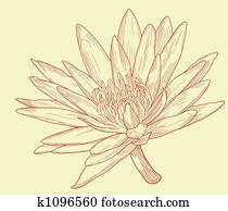 Lily sketch Lily sketch