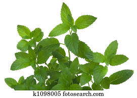 Mint Mint